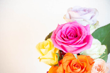カラフルなバラ