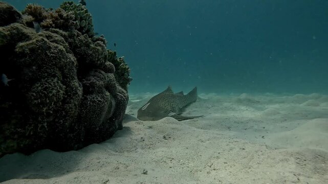  Leopard Shark Close Up relaxing on the sand. Great Barrier Reef. High quality 4k footage