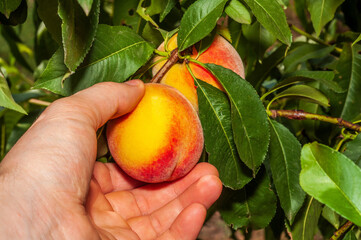 Hand holding a ripe peach on a tree branch, surrounded by green leaves in an orchard.