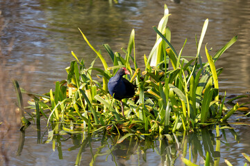 The Australasian swamphen (Porphyrio melanotus).