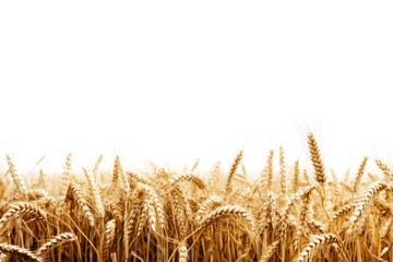 wheat field isolated on transparent background ,wheat field png clip art 