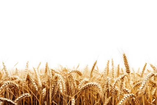wheat field isolated on transparent background ,wheat field png clip art 