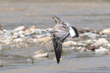 Pallas's Gull in flight. Pallas's gull (Ichthyaetus ichthyaetus ), also known as the great black-headed gull.