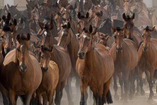 horses and mares in the field