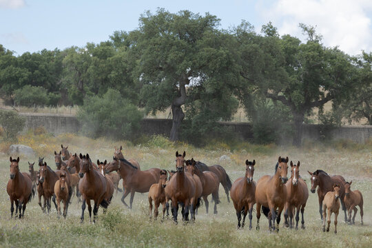 horses and mares in the field