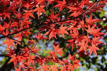 紅葉したカエデ