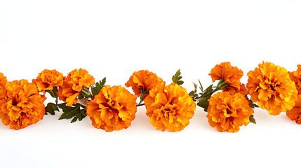 Marigold flowers garland isolated on white background Marigold garland for day of the dead or halloween holiday design 