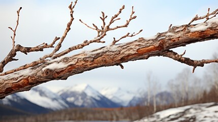 birch tree branch with dry eaves, png file of isolated cutout object on transparent background.  