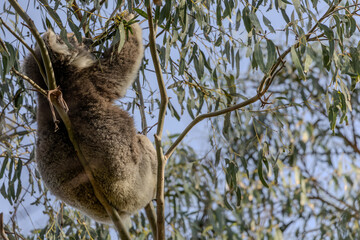 A wild australian koala (Phascularctos cinereous) eating gum leaves.