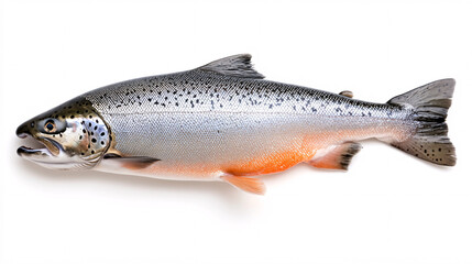 Obraz premium Fresh Salmon Fish Isolated on White