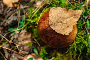 Edible boletus mushroom growing in autumn forest.