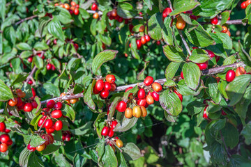 Close-up of ripening red berries growing on the cornel or Cornus mas shrub. The photo was taken in the Dutch summer season.