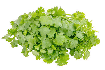 Obraz premium Fresh cilantro leaves arranged beautifully for culinary use, perfect for recipes, garnishes, and healthy dishes.