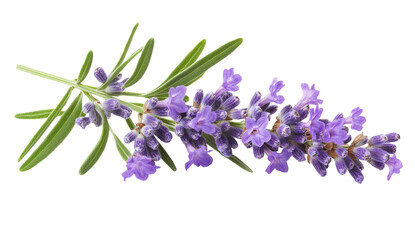 Fototapeta premium Lavender flowers isolated on white background