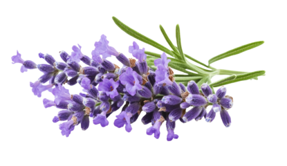 Lavender flowers isolated on white background