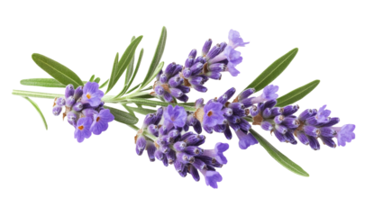 Lavender flowers isolated on white background
