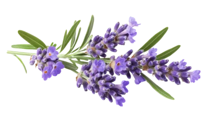 Gardinen Lavender flowers isolated on white background © Dontrell