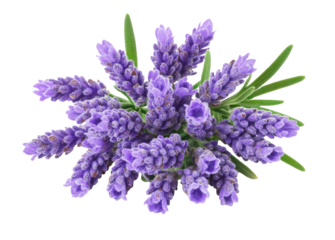 Lavender flowers isolated on white background