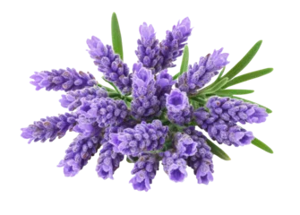  Lavender flowers isolated on white background © Dontrell