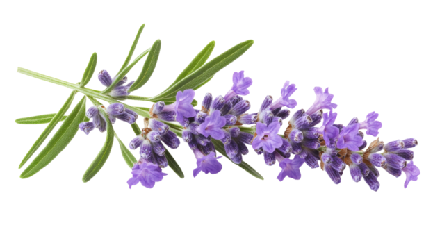 Lavender flowers isolated on white background