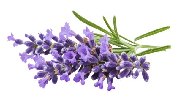 Lavender flowers isolated on white background