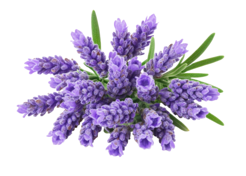 Lavender flowers isolated on white background