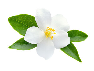 Jasmine flower with leaves  isolated on white background