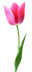 Obraz premium Tulip flower isolated on white background