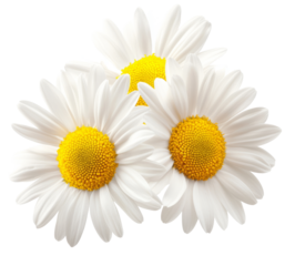Three white flowers against white background