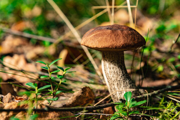 Boletus mushroom in the summer forest. Leccinum scabrum or birch bolete.