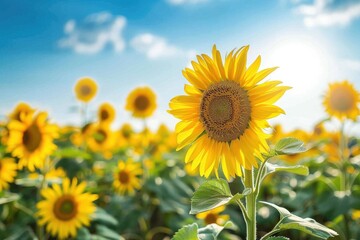 Obraz premium Sunflowers in a field, bright yellow against blue sky.