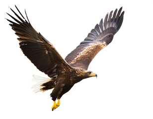 Obraz premium fliegender Adler, isoliert auf weißen Hintergrund, Freisteller,