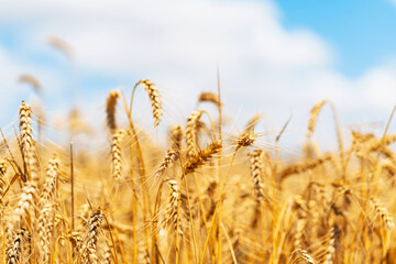 Background of ripening ears of yellow wheat field against the sky.