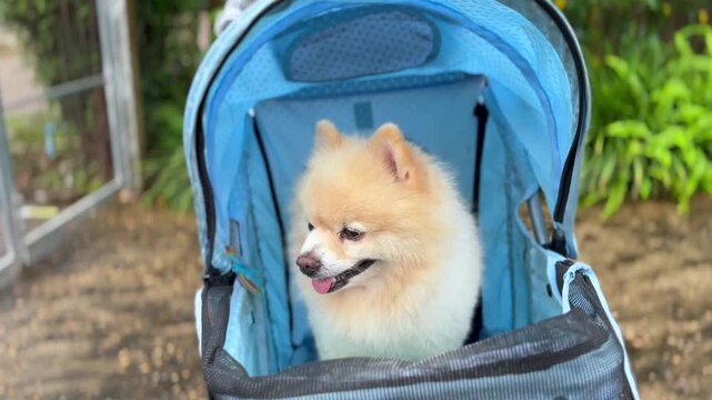 Spitz Pomeranian puppy in a pram strolling, Pomeranian dog, sitting in a beautiful baby stroller basket, Close up tracking Cute Little Pomeranian Dog in pet stroller walk