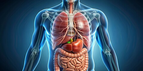 Close-up of human stomach and liver anatomy, stomach, liver, digestive system, anatomy, medical, healthcare