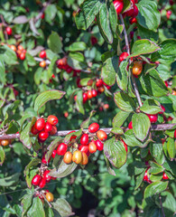 Close-up of ripening red berries growing on the cornel or Cornus mas shrub. The photo was taken in the Dutch summer season.