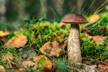 Boletus mushroom in the summer forest. Leccinum scabrum or birch bolete.