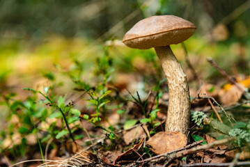 Boletus mushroom in the summer forest. Leccinum scabrum or birch bolete.