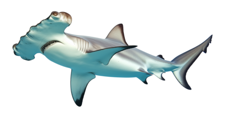 Hammerhead Shark Isolated on Transparent Background PNG
