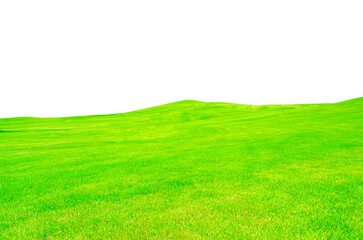 Field of grass on transparent background.
