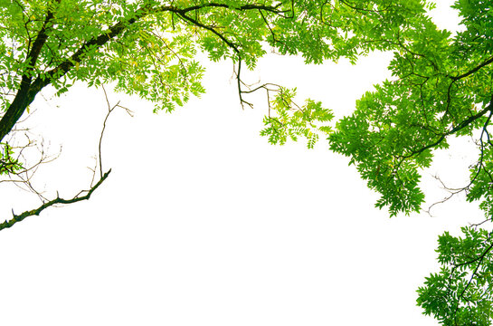 Green tree leaves isolate on transparent background.