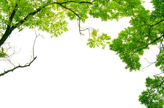 Green tree leaves isolate on transparent background.