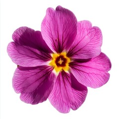 Obraz premium close up of bright pink flower Primula on an isolated white background