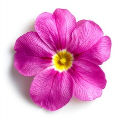 Obraz premium close up of bright pink flower Primula on an isolated white background