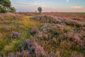 Heather with sunset on ginkelse heide in Ede.