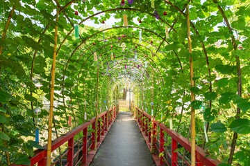 Fototapeta premium 豊田市、朝顔と風鈴のトンネル（小渡夢かけ風鈴）