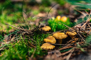 Chanterelle mushrooms growing in the autumn forest.