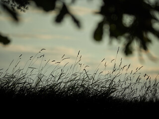 Silhouettes of grass and trees at sunset