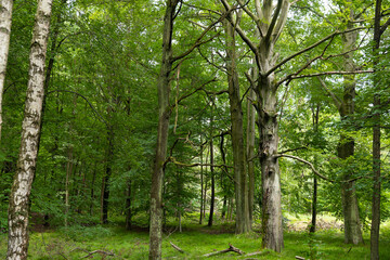 Las, leśny krajobraz, lasy państwowe, drzewa © mydayphoto