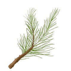 Christmas fluffy fir branch digital watercolor color illustration for use in printing: cards, posters, coupons, discounts, packaging